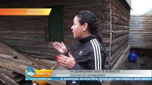 На домашний скот в Кузбассе охотится Чупакабра