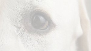 Покупка щенка лабрадора.  Как купить и не ошибиться.