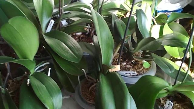 Поливаемся... 🌿🌻🌿Удобряемся 🍀🌺🍀(04.10.2020) смотреть онлайн