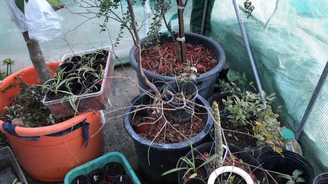 Tropical Greenhouse Tour смотреть онлайн