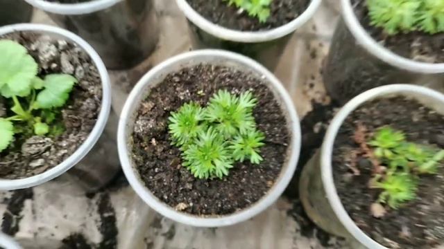 ВОТ! Что у нас растёт? ОБЗОР рассады ЦВЕТОВ на 25 марта! смотреть онлайн