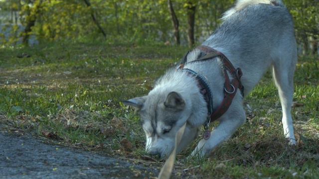 The Nose Knows | Why A Dog Smells Another Dog’s Butt? смотреть онлайн
