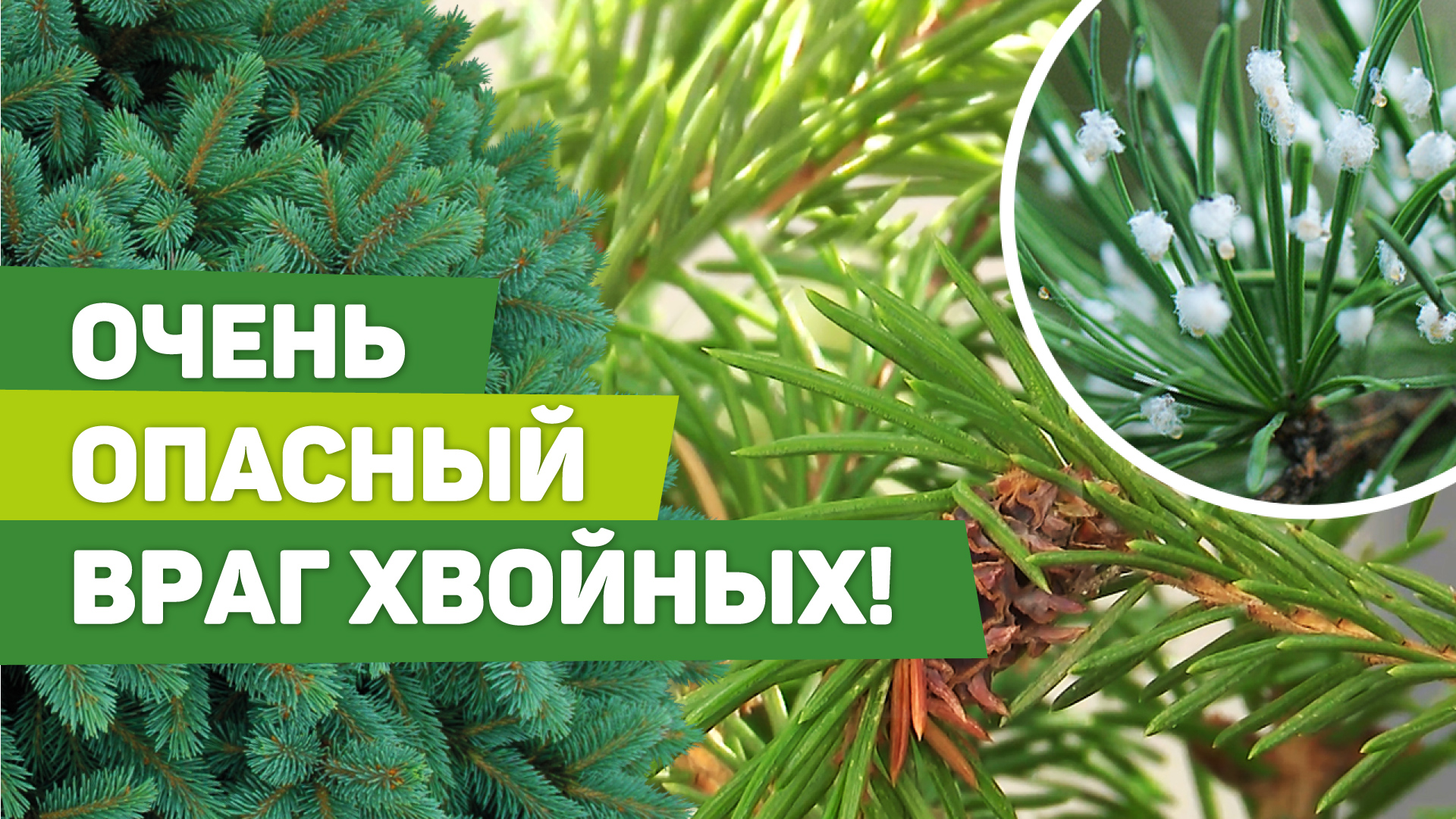 Опасный вредитель хвойных культур - хермес. Как найти и обезвредить смотреть онлайн