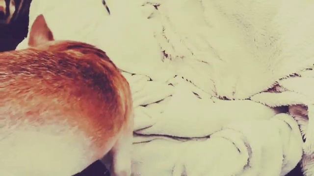 Shelby the blind chihuahua finds hidden treasures смотреть онлайн