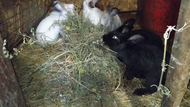 Кролики в вольере. Напольное содержание кроликов смотреть онлайн