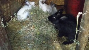 Кролики в вольере. Напольное содержание кроликов