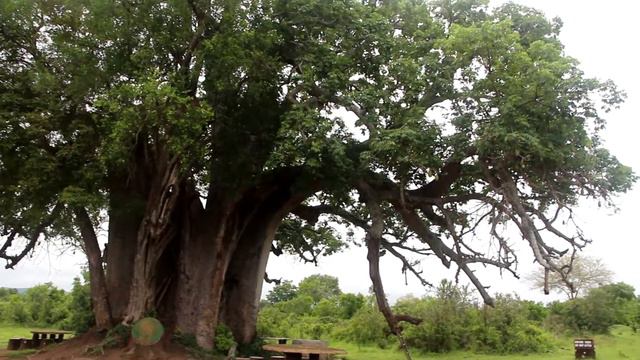 Танзанія. Африка. Національний парк Мікумі. смотреть онлайн