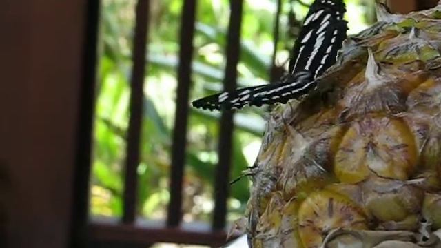Бабочка - любительница ананасов смотреть онлайн