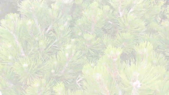 Сосна Гельдрейха (Боснийская) "Компакт Джем" Pinus heldreichii "Compact Gem" смотреть онлайн