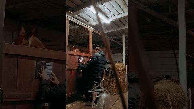 У нас не бывает скучно ? #конныйспорт #лошадь #жиза #тракененская #жизнь смотреть онлайн