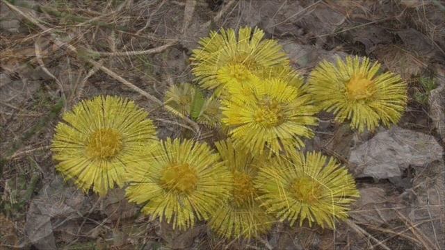 Пришвин Апрельский день смотреть онлайн