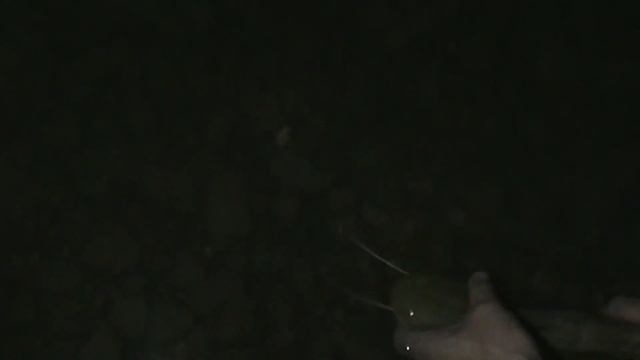 Подари рыбе жизнь !!! смотреть онлайн