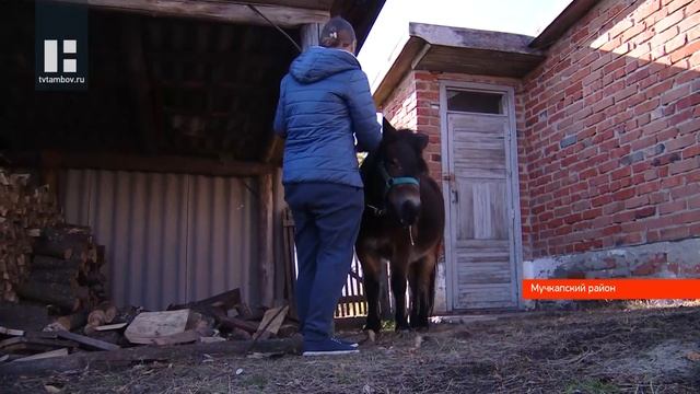 Семейная пара из Москвы переехала в Тамбовскую область, чтобы открыть манеж для катания на лошадях смотреть онлайн
