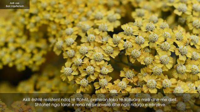 Achillea Millefolium (AL) смотреть онлайн