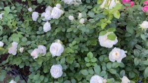 Роза Аспирин - лучшая роза моего сада! (Урал, 3 зона)