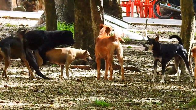 Rural Dogs .. God Help .. Strong Jealous with Breaking Heart Boom Boom смотреть онлайн