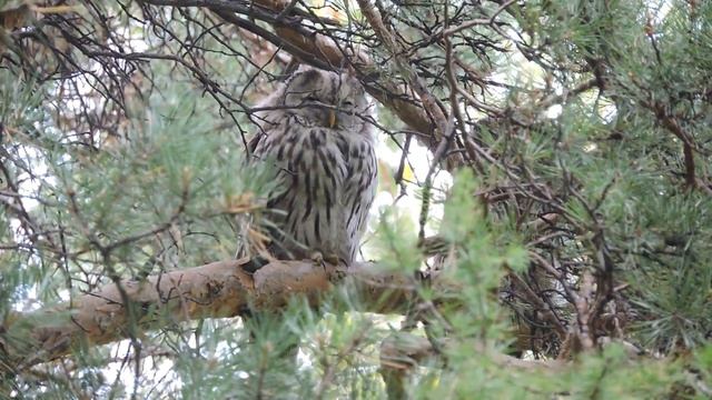 Длиннохвостая неясыть (Ural owl) чистит лапку смотреть онлайн