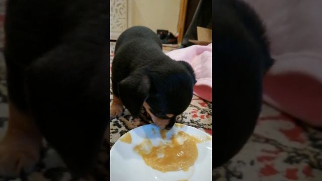 Такса 1 месяц смотреть онлайн