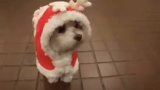 New Year Puppy (Новогодний Щенок) смотреть онлайн