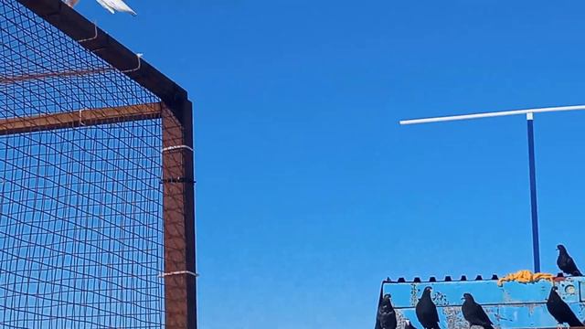 молоденькие.голуби.Гены.(родненький).с.Н-усмань.Воронежская.обл. смотреть онлайн