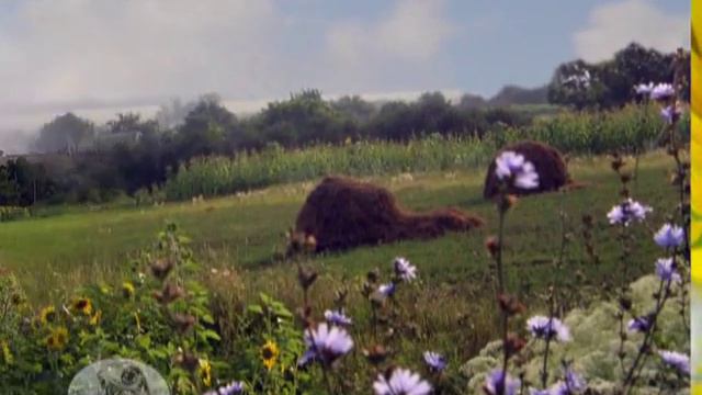 Золотой подсолнух смотреть онлайн