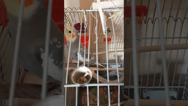 Попугай корелла – как научить говорить смотреть онлайн