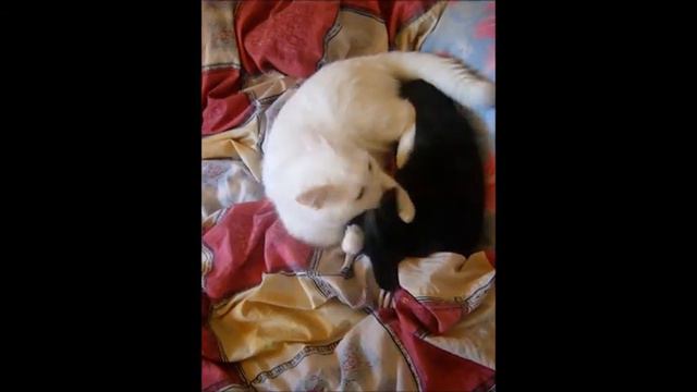 Белый кот, чёрный щенок смотреть онлайн