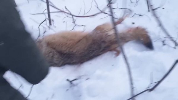 охота на волка( часть 3)