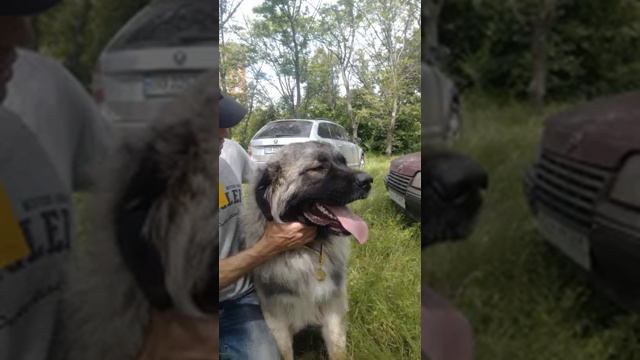 МОЕ СОЛНЫШКО,МОЙ ЖАНЧИК❤️❤️❤️.Дважды юный чемпион,гранд Чемпион❤️❤️❤️ смотреть онлайн