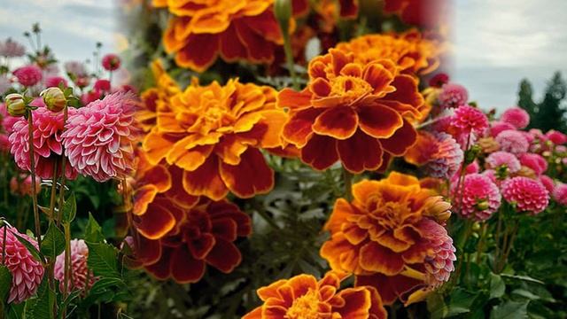 ОСЕННИЕ ЦВЕТЫ Фрагмент занятия по ознакомлению с природой