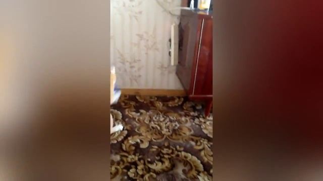 РЫЖИЙ КОТ ЗВЕРЬ смотреть онлайн