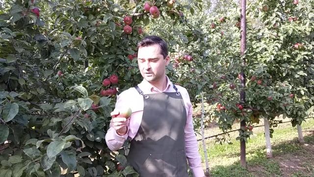 Сорт яблок "Орлик". Рассказывает Карпов смотреть онлайн