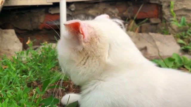 Глухая кошка с котёнком на улице смотреть онлайн