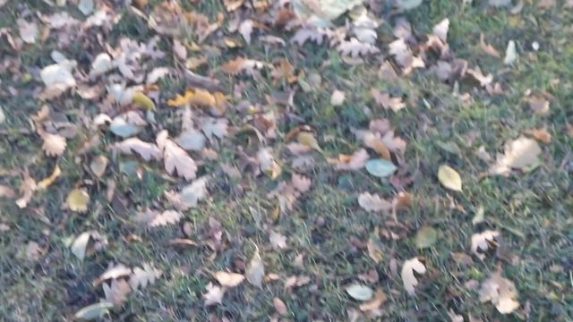 Желуди и дубы Кемерово смотреть онлайн