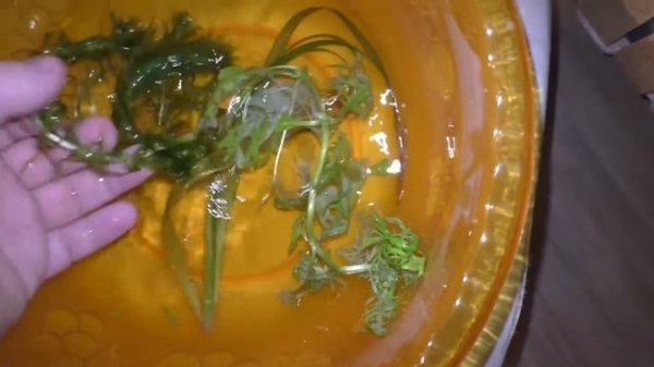 Аквариум AquaPlus 35 литров. Запуск аквариума Часть 2