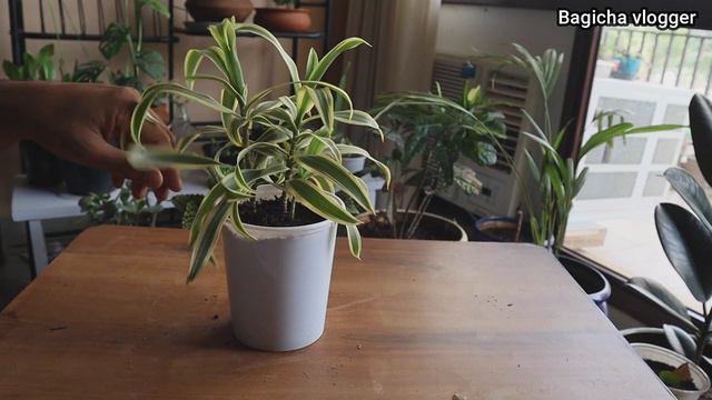 जानिये सांग ऑफ इंडिया के बारे में सब कुछ | Dracaena reflexa | Bagicha Vlogger смотреть онлайн