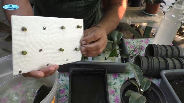 Фикус. Как легко можно размножить фикус в больших количествах! смотреть онлайн