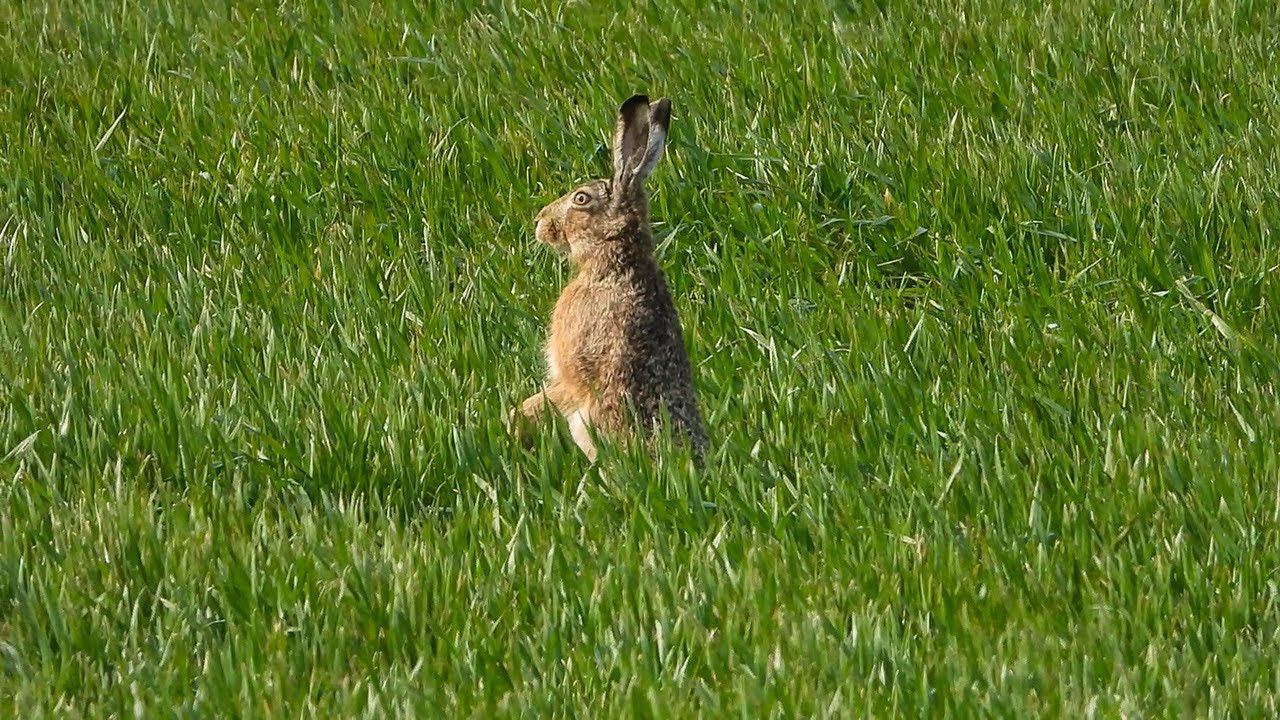 Заяц высматривает подругу смотреть онлайн