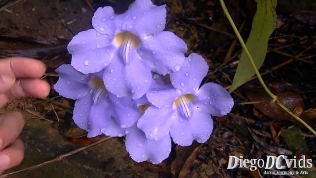 Thunbergia grandiflora Bengal clockvine (Acanthaceae) Tumbérgia-azul смотреть онлайн