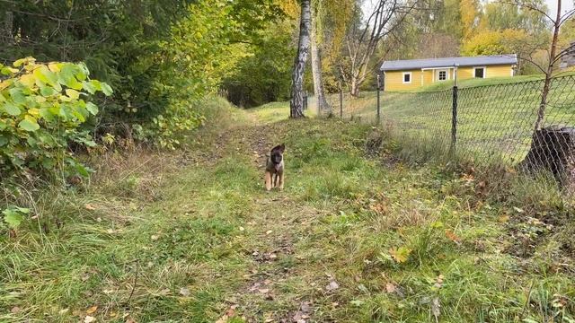 How will NaiCha react when I suddenly drop the leash? смотреть онлайн