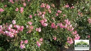 Почвопокровные розы.  Подготовка к зиме.