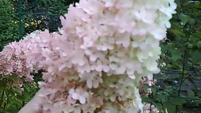 первое цветение метельчатых гортензий-не повод для разочарования смотреть онлайн