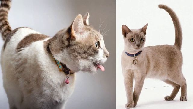 купить ошейник от блох смотреть онлайн