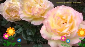 Роза плетистая Глория Деи Клайминг. Краткий обзор, описание характеристик Gloria Dei Climber