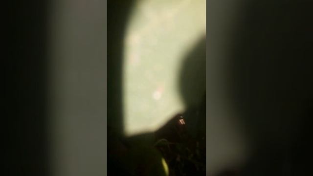 1 сентября 2021 г. Как выглядит инжир без ухода ? смотреть онлайн