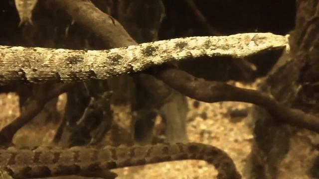 5 самых необычных Змей смотреть онлайн