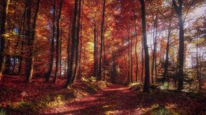 Лёгкая МУЗЫКА / Лофи_LOFI / Мягкие биты для учёбы_отдыха_работы / ЗВУКИ природы...