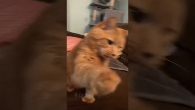 Рыжий щекастик смотреть онлайн