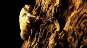 Муравей бульдог - чем опасен австралийский монстр?