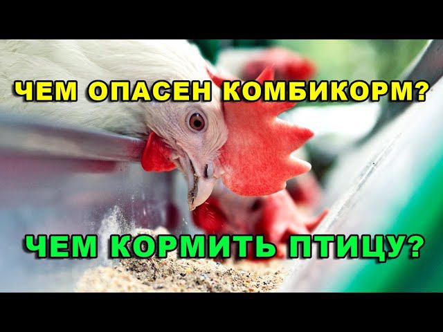 ПРАВДА О КОМБИКОРМЕ! Какой корм полезнее и продуктивнее. смотреть онлайн